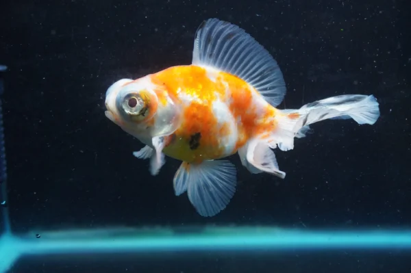 Butterfly Calico goldfish