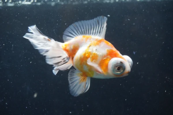Butterfly Calico goldfish - Image 2