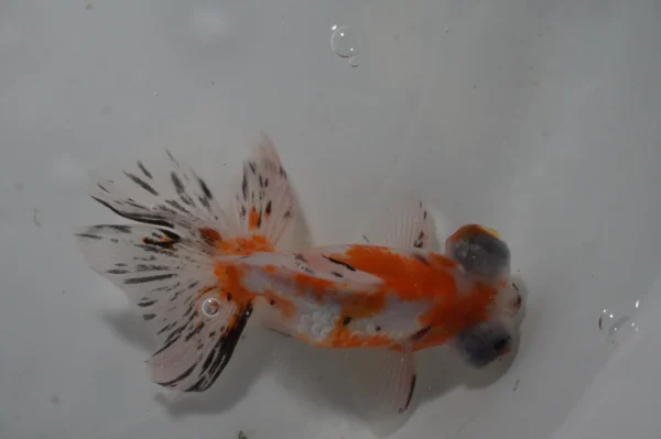 Butterfly Calico goldfish - Image 3
