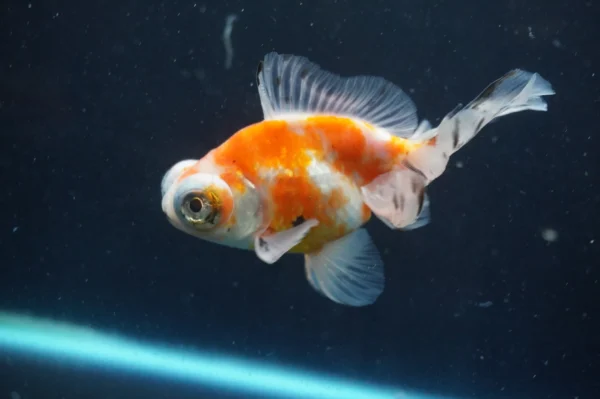 Butterfly Calico goldfish - Image 4