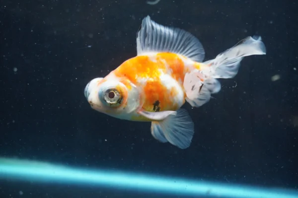 Butterfly Calico goldfish - Image 5