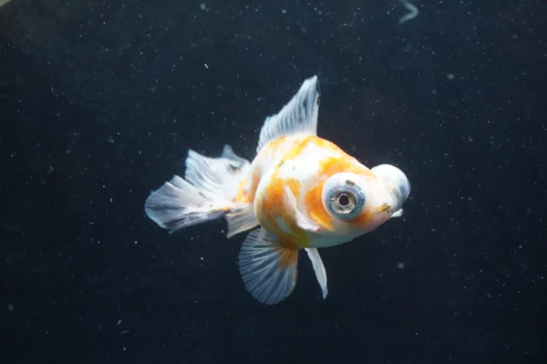 Butterfly Calico goldfish - Image 6