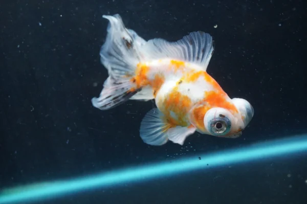 Butterfly Calico goldfish - Image 8