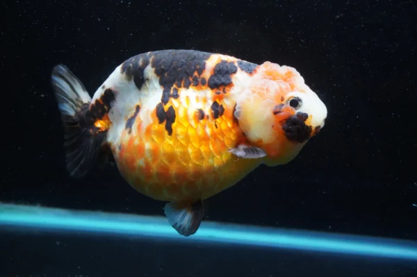 Milk Cow Ranchu Calico