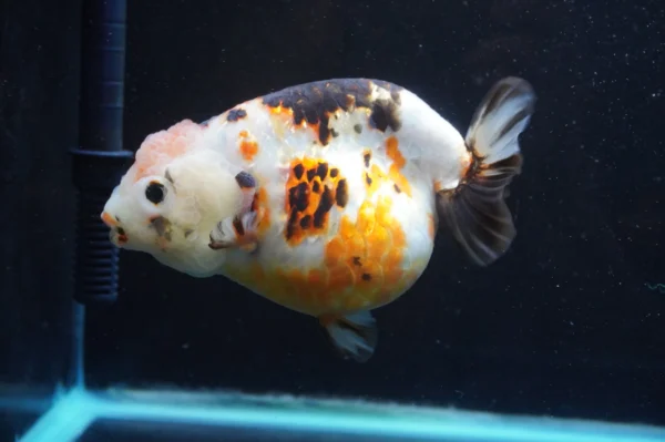 Milk Cow Ranchu Calico - Image 2