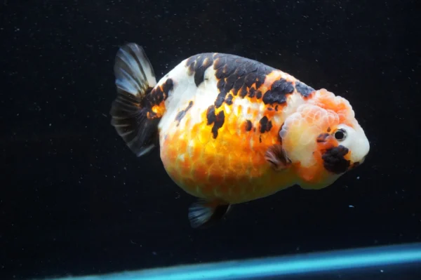 Milk Cow Ranchu Calico - Image 3