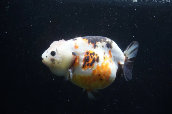 Milk Cow Ranchu Calico - Image 4