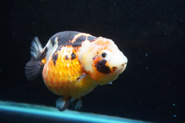 Milk Cow Ranchu Calico - Image 5