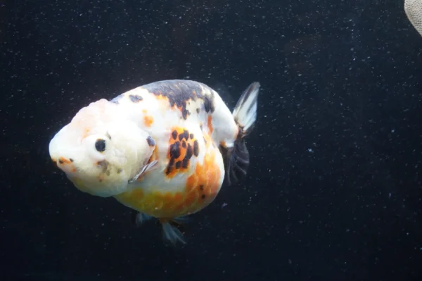 Milk Cow Ranchu Calico - Image 6