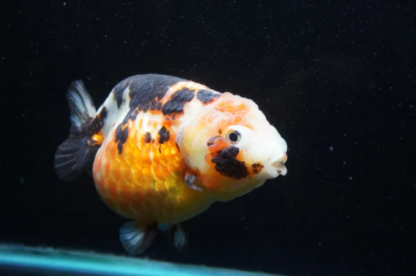 Milk Cow Ranchu Calico - Image 7