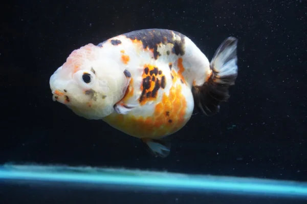Milk Cow Ranchu Calico - Image 8