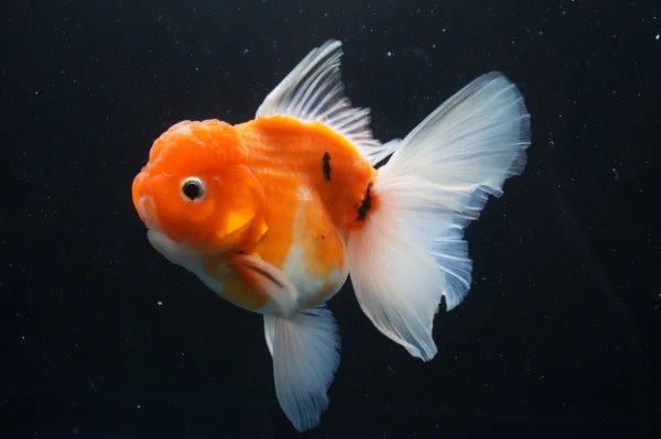 Thai Oranda Sakura - Image 2