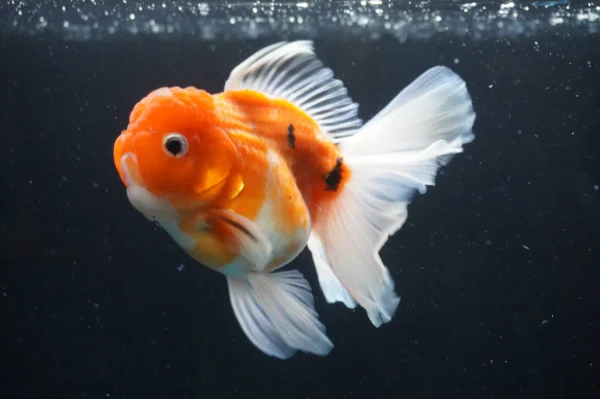 Thai Oranda Sakura - Image 3