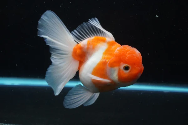 Thai Oranda Sakura - Image 4