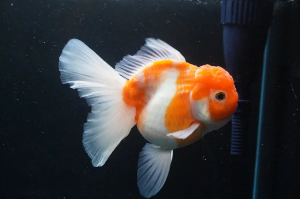 Thai Oranda Sakura - Image 6