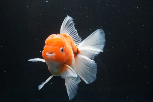 Thai Oranda Sakura - Image 7