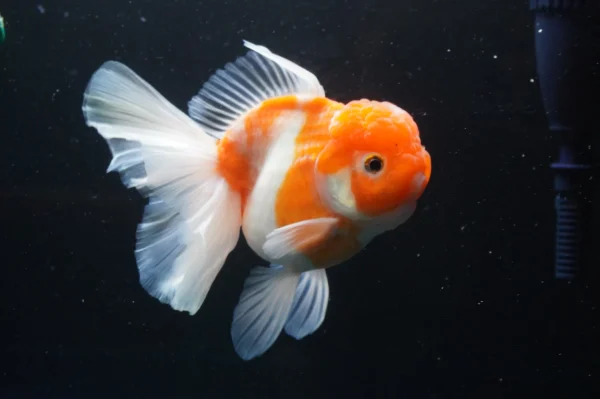 Thai Oranda Sakura - Image 8