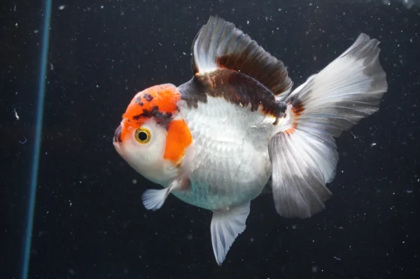 Thai Oranda Tricolor