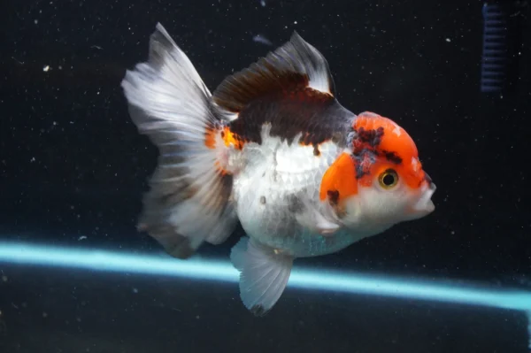 Thai Oranda Tricolor - Image 2