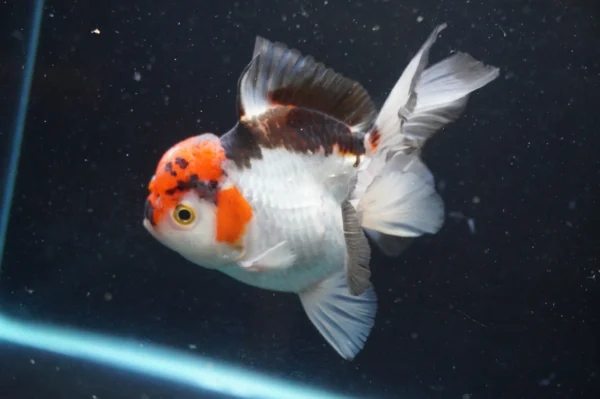 Thai Oranda Tricolor - Image 3