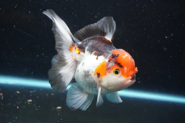Thai Oranda Tricolor - Image 4