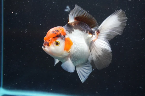 Thai Oranda Tricolor - Image 5