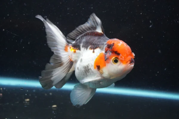 Thai Oranda Tricolor - Image 6