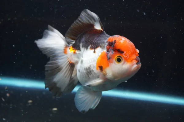 Thai Oranda Tricolor - Image 7