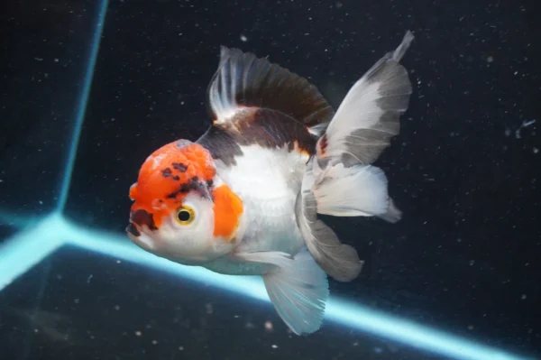 Thai Oranda Tricolor - Image 8