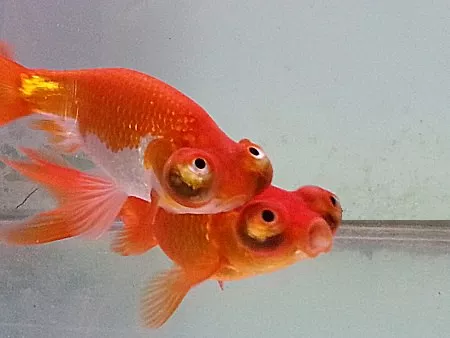 Celestial Eye Goldfish