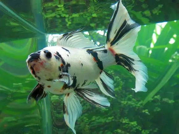 Get to Know Grass Goldfish